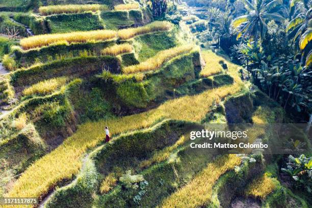 woman with traditional dress at tegallalang rice terraces, bali - tegallalang stock pictures, royalty-free photos & images