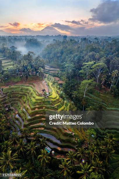 aerial view of rice terraces and volcano, bali, indonesia - agung volcano in indonesia stock pictures, royalty-free photos & images