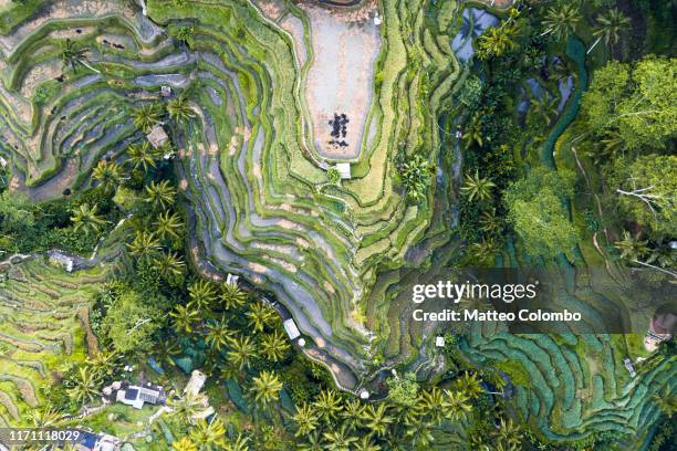 overhead view of famous tegallalang rice fields, bali - rice paddy foto e immagini stock