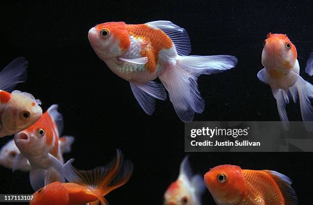 Goldfish swim in a tank at Pet Central pet supply store on June 22, 2011 in San Francisco, California. San Francisco's Animal Control and Welfare...