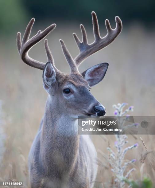 white-tailed deer buck closeup on an early morning with velvet antlers in summer in canada - white tail buck bildbanksfoton och bilder