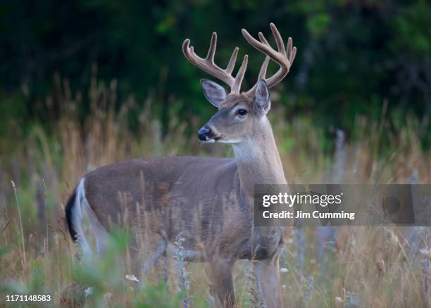 wild white-tailed deer buck on an early morning with velvet antlers in summer in canada - white tail buck stock-fotos und bilder