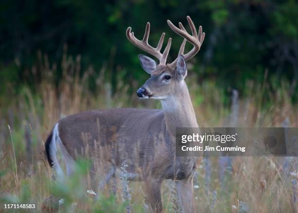 wild white-tailed deer buck on an early morning with velvet antlers in summer in canada - white tail deer 個照片及圖片檔