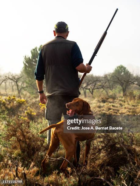 hunter with his shotgun and hunting dog in the mount, hunting partridges and rabbits. (braco hungaro) - hobby bird of prey stock pictures, royalty-free photos & images