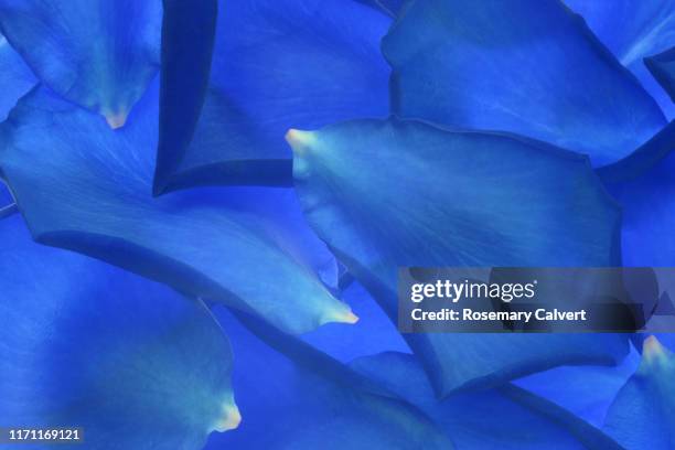 cobalt blue rose petals filling frame. - sky blue roses stock pictures, royalty-free photos & images
