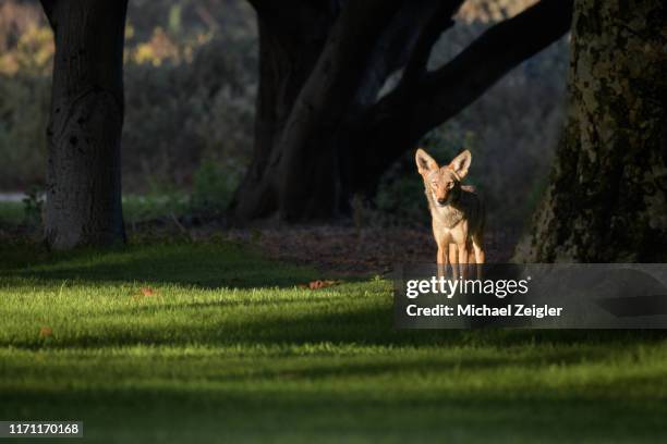 coyote at sunrise - costa mesa stock pictures, royalty-free photos & images