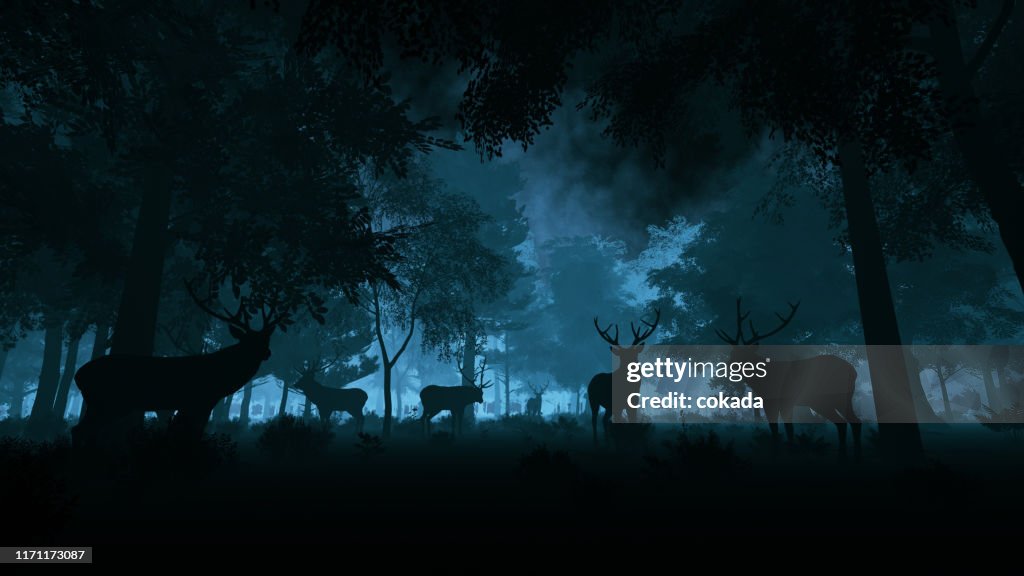 Deer in the night forest