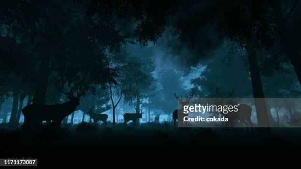 deer in the night forest - animals in the wild stock pictures, royalty-free photos & images