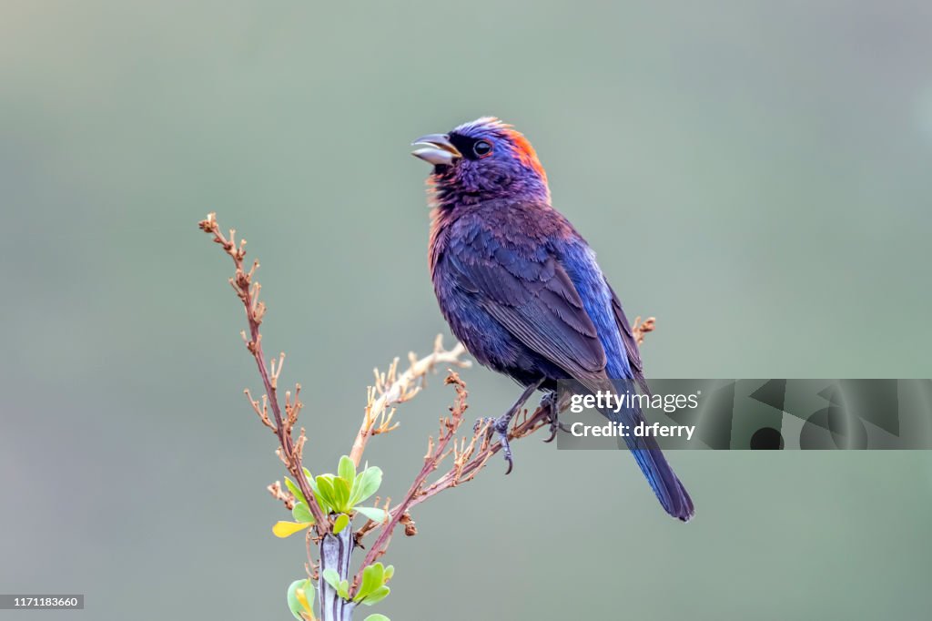 Singing Male Varied Bunting, Arizona