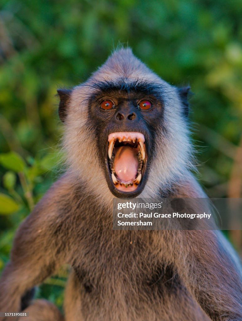Grep Angur Angry Sri Lankan Tufted Gray Langur Shows Its Teeth High-Res Stock ...