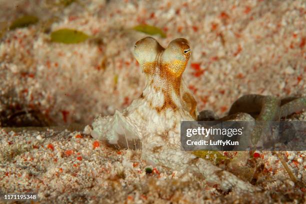 octopus in saltwater - copying stock pictures, royalty-free photos & images