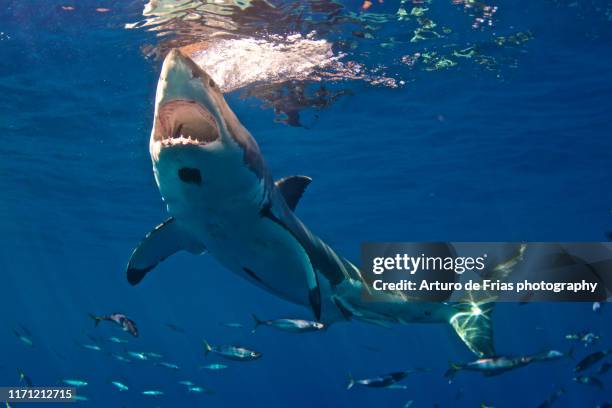 great white shark with huge mouth open, guadalupe, mexico - great white shark stock pictures, royalty-free photos & images