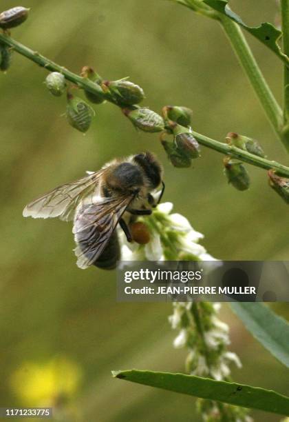 Jachères apicoles: un terrain d'entente pour agriculteurs et apiculteurs". Une abeille butine une fleur de mélilot dans un champ en jachère, le 18...