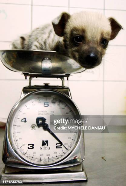 Un bébé Hyène est pesé le 07 août 2007 au parc zoologique du Cerza près de Lisieux où deux petites hyènes rayées sont nées le 14 juillet dernier....