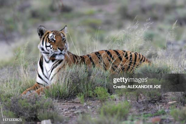 Cathay, mother of a 13-day-old South China tiger cub is pictured in Philippolis 06 December 2007. The cub is the first of his species to be born in...