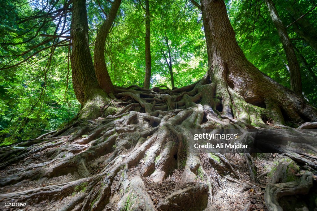 Tree Roots Pushing Up Rocks Tree Roots On Rocks High-Res Stock Photo - Getty Images