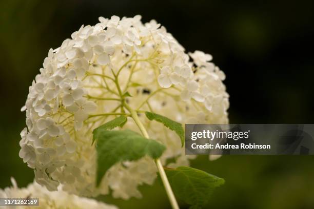 Image of Close-up of single white hydrangea flower