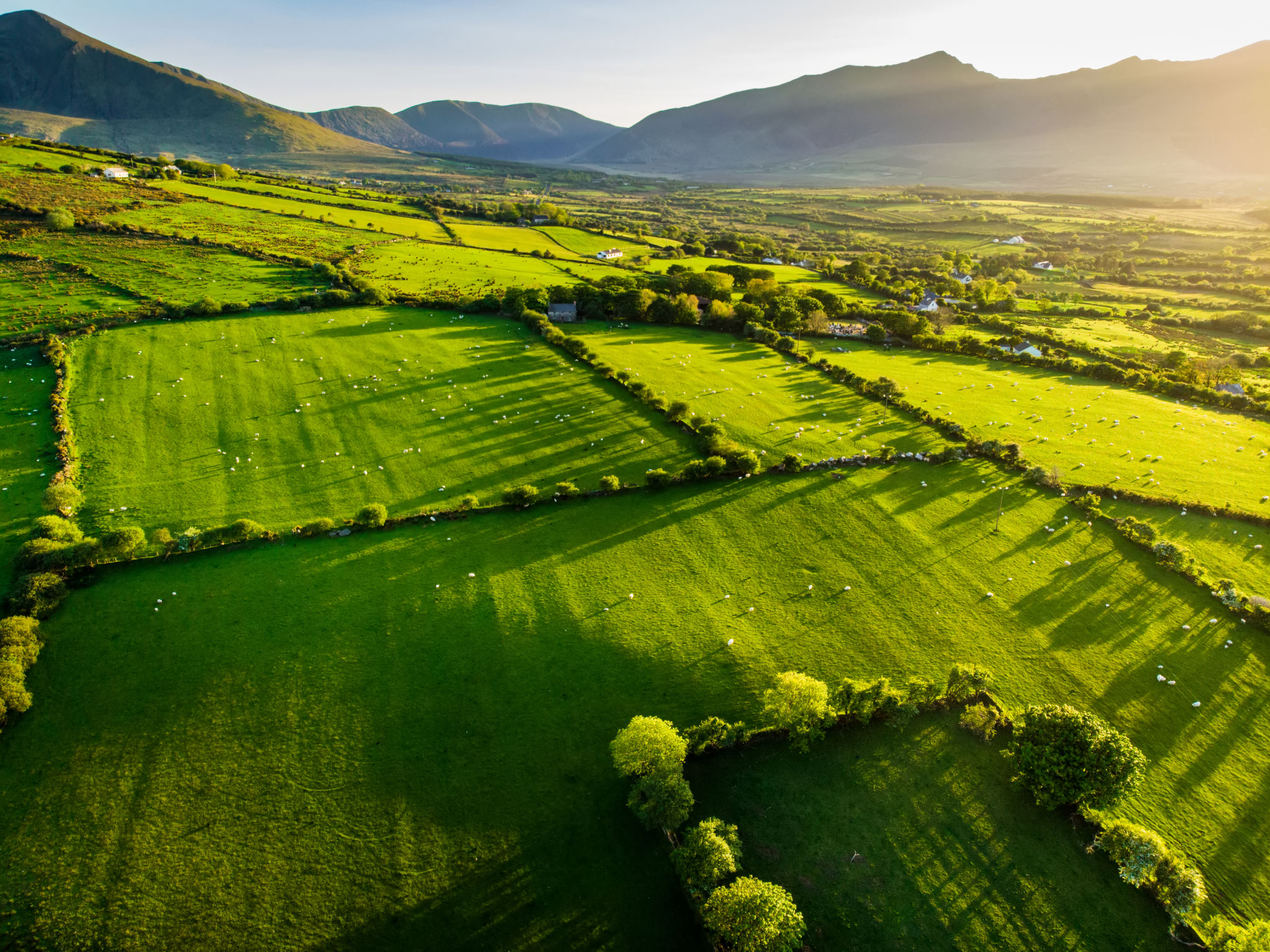 Aerial view of endless lush pastures and farmlands of Ireland. Beautiful Irish countryside with green fields and meadows. Rural landscape on sunset. Aerial view of endless lush pastures and farmlands of Ireland. Beautiful Irish countryside with green fields and meadows. Rural landscape on sunset.