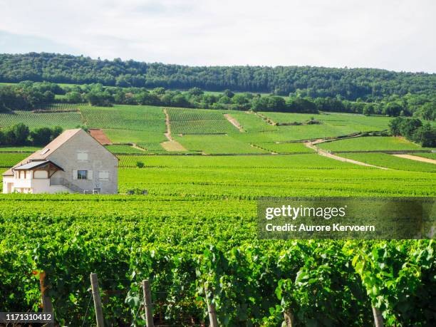 weinberge von puligny montrachet in burgund, frankreich - montrachet region of burgundy stock-fotos und bilder