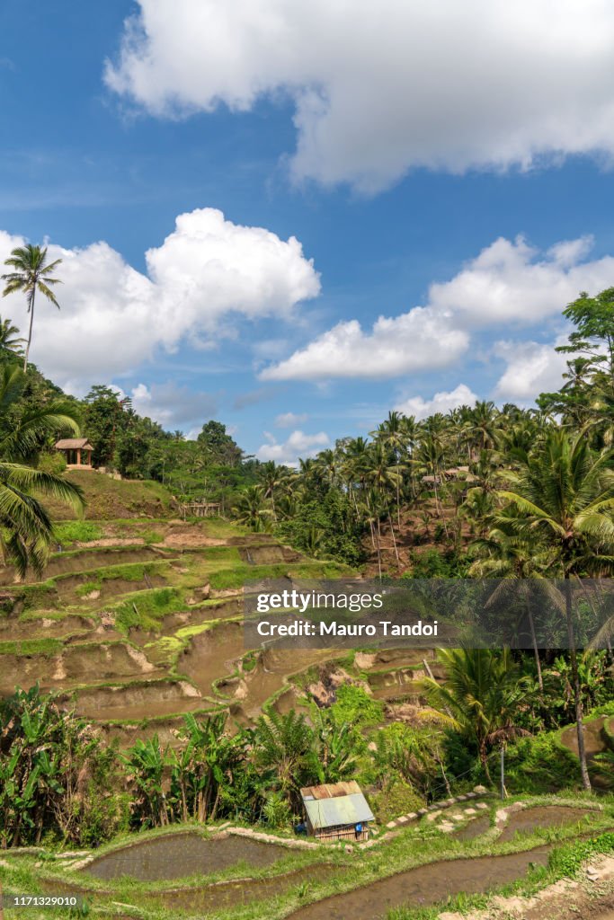 Tegallalang rice terraces in Ubud, Bali