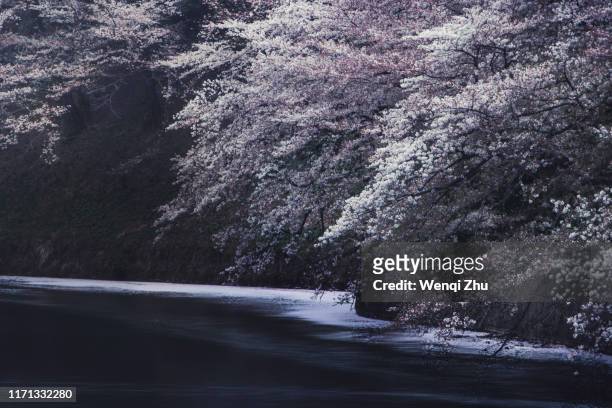 full cherry blossoms along chidorigafuchi, tokyo. - imperial palace tokyo stock pictures, royalty-free photos & images
