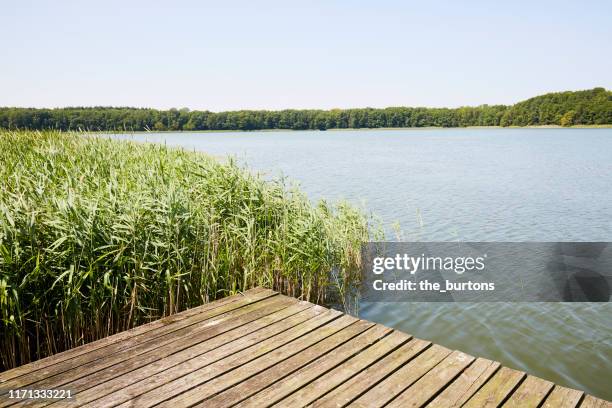 jetty at idyllic lake with reed grass against blue sky in summer - boardwalk stockfoto's en -beelden