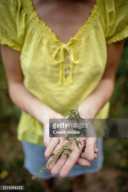 ragweed pflanze in der hand der frau - ambrosia stock-fotos und bilder