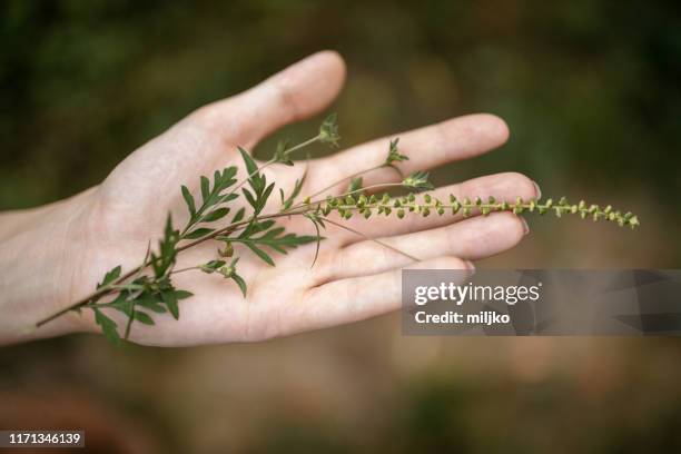 ragweed pflanze in der hand der frau - ambrosia stock-fotos und bilder