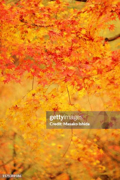 just before red and yellow momiji leaves fall off in late autumn light - momiji tree stock pictures, royalty-free photos & images