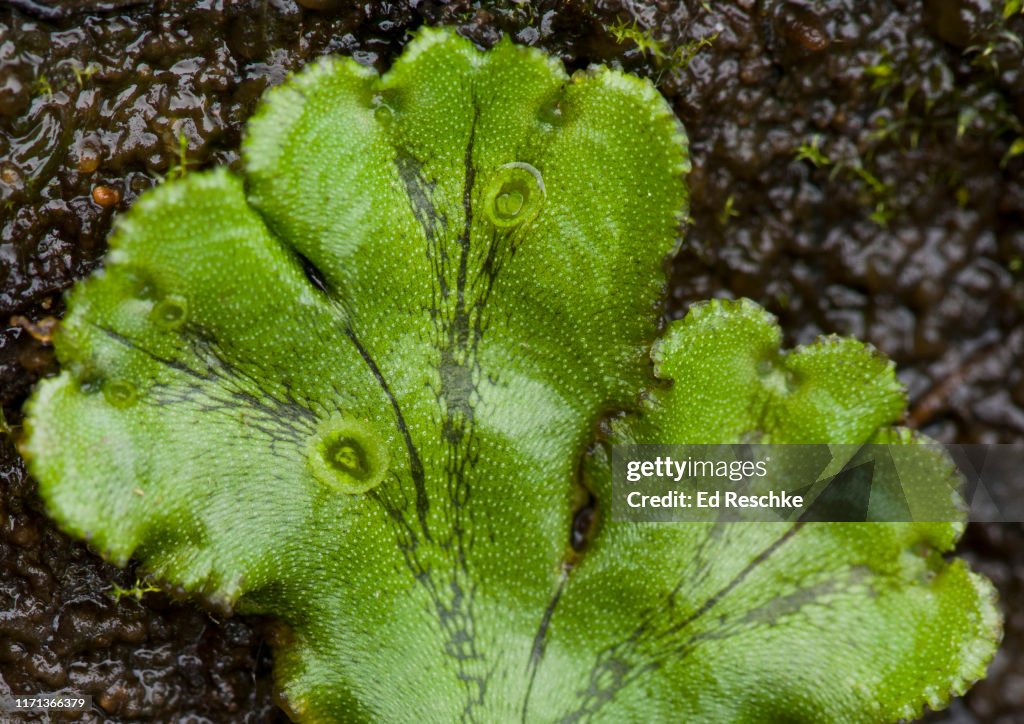 GEMMAE CUPS and GEMMAE on the Thalius of COMMON LIVERWORT (Marchantia polymorpha)