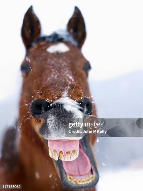 closeup of horse yawning - funny snow stock-fotos und bilder