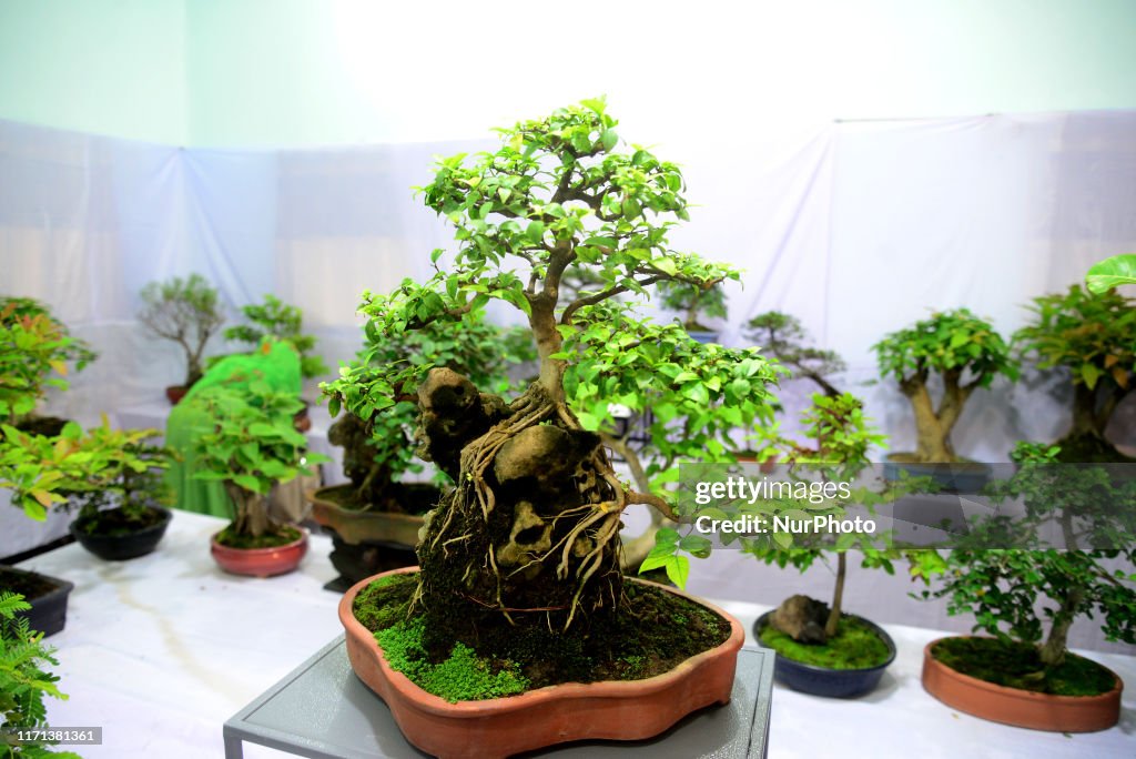 Bansai Trees Exhibition In Dhaka