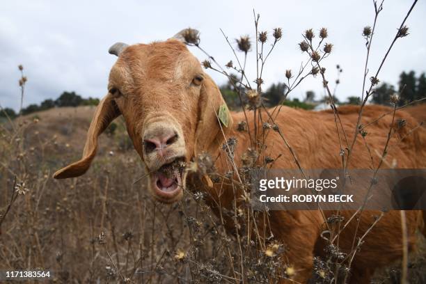 Goats graze on a hillside as part of fire prevention efforts, September 26, 2019 in South Pasadena, California. - In about twenty days the goats are...