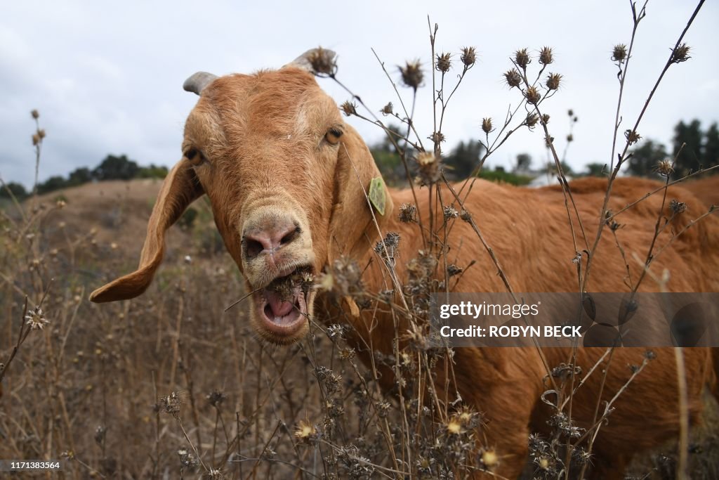 US-ENVIRONMENT-OFFBEAT