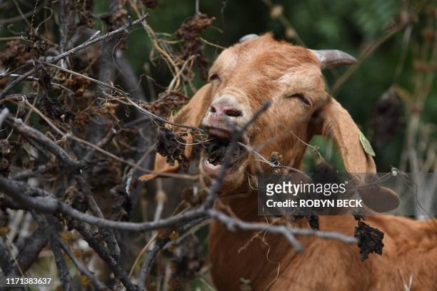 Goat is seen grazing on a hillside as part of fire prevention efforts on September 26, 2019 in South Pasadena, California. - In about twenty days the...