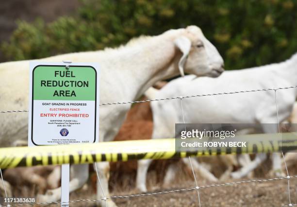 Goats graze on a hillside as part of fire prevention efforts, September 26, 2019 in South Pasadena, California. - In about twenty days the goats are...