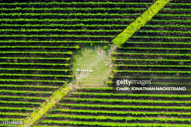 This aerial view shows the Fladie vineyard, located near the city of Lund in Skaane County, southern Sweden, on August 28, 2019. - Making wine in the...