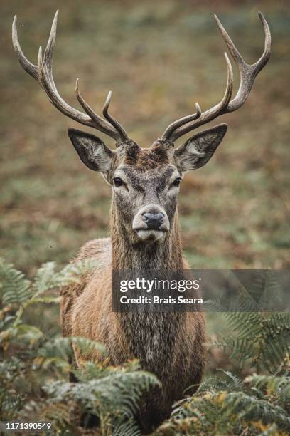 red deer. - red deer animal stock pictures, royalty-free photos & images