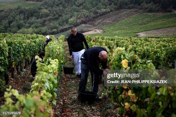 Prisoners of the Yonne participate in the harvest of grapes with other harvesters on September 23, 2019 in Bourgogne vineyard of Irancy. - They have...