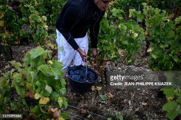 Prisoner of the Yonne participates in the harvest of grapes with other harvesters on September 23, 2019 in Bourgogne vineyard of Irancy. - They have...