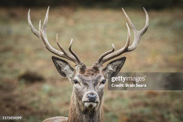 red deer. - antler fotografías e imágenes de stock