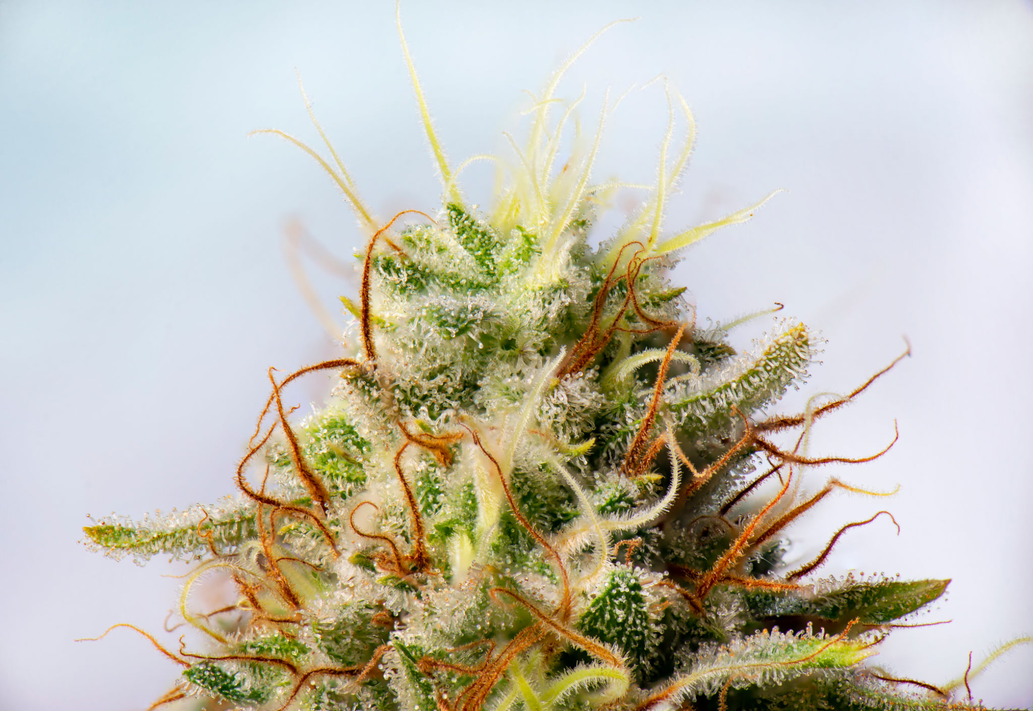 cannabis terpenes