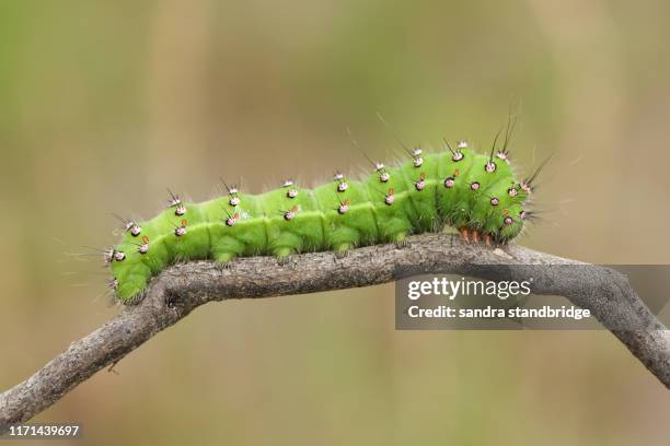 a beautiful emperor moth caterpillar, saturnia pavonia, walking along a twig in heath land. - caterpillar stock-fotos und bilder