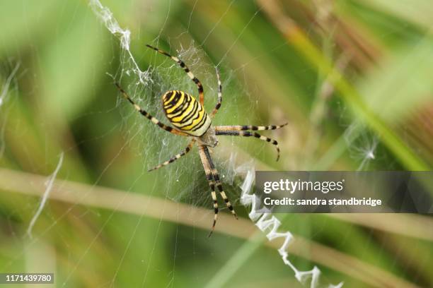 a hunting female wasp spider, argiope bruennichi, on its web. - getingspindel bildbanksfoton och bilder