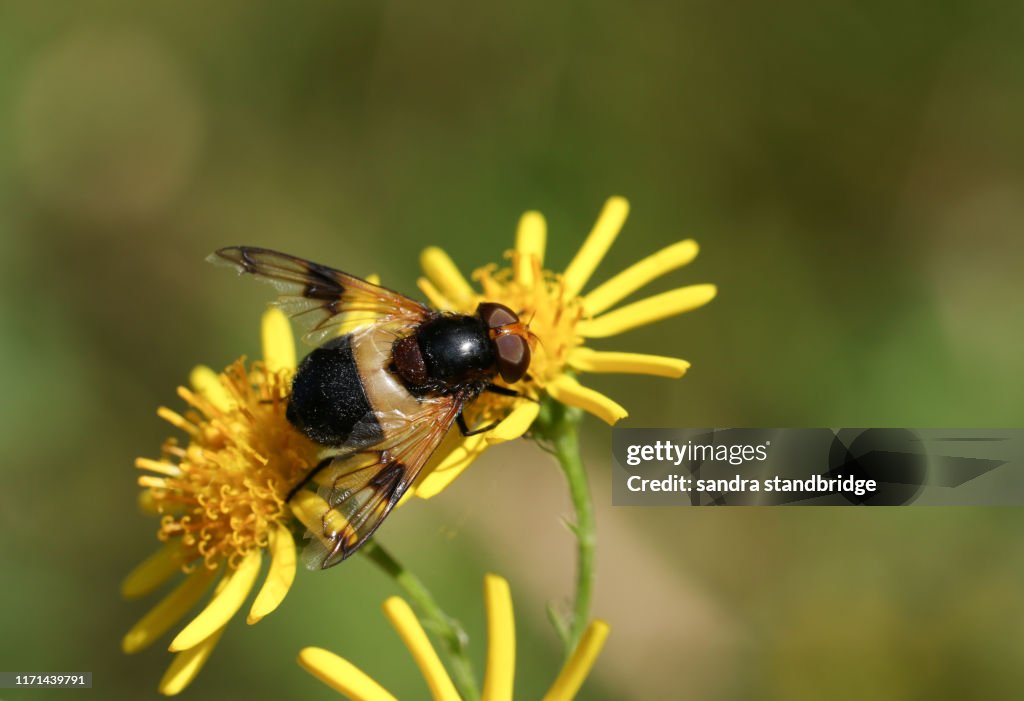 A pretty Hoverfly, Pellucid Fly, Volucella pellucens, nectaring from a flower.