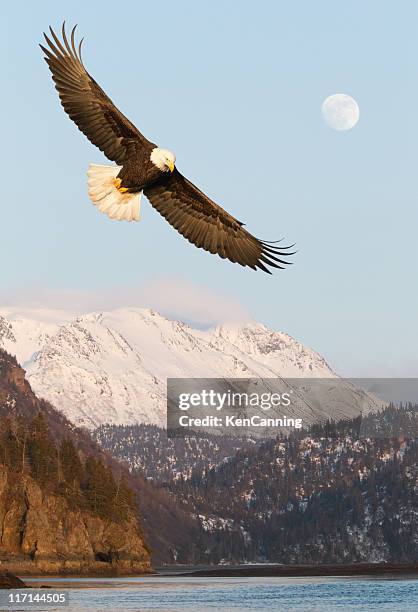 eagle and snow covered mountains - bald eagle in flight stock pictures, royalty-free photos & images
