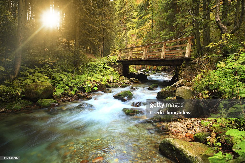 Stream in the forest