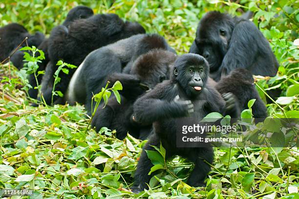 juvenile gorilla is chest-beating, congo, wildlife shot - gorilla stock pictures, royalty-free photos & images