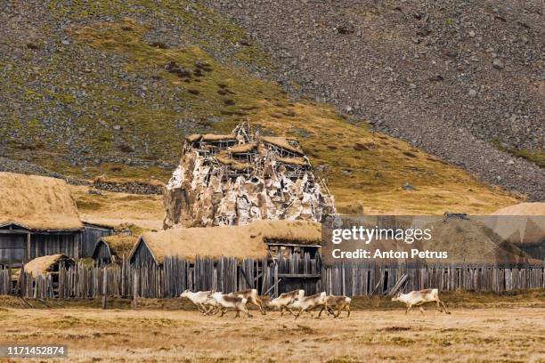 traditional viking village with deer. wooden houses near vestrahorn mountains, iceland - viking bildbanksfoton och bilder