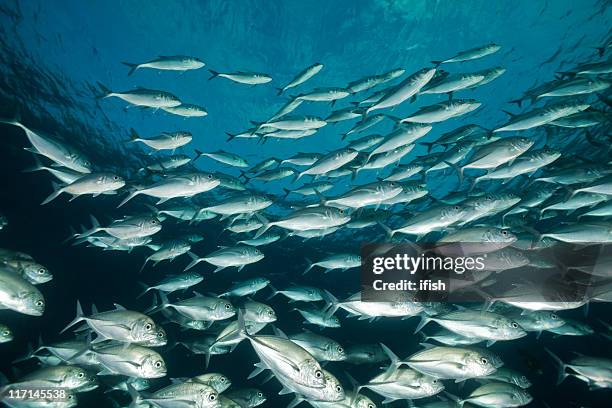 twilight dancing of bigeye trevally school at tulamben, north-bali, indonesia - jack fish stock pictures, royalty-free photos & images